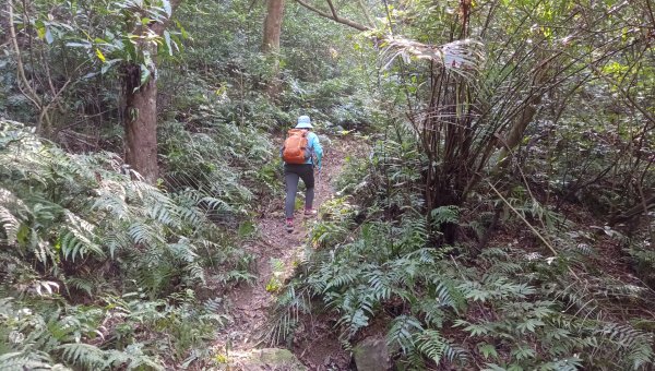 (姨婆趴趴走)第四十九集:攀登連走宜蘭梗枋山、橋板湖山2747715