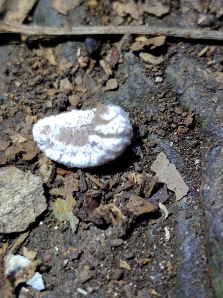 南東眼山連走有勝山2918718