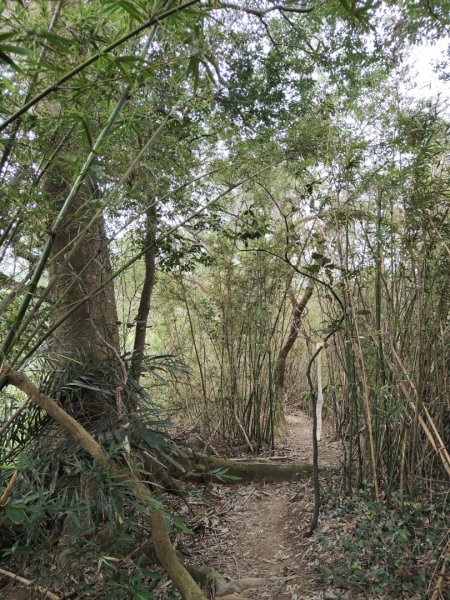 2024.04.14 倒別牛登中坑山飛鳳山O型2922831