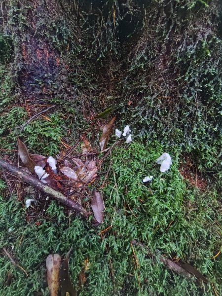 稍來小雪山國家步道、船型山、鞍馬山、鞍馬山東北峰、天池、雪山神木2799862