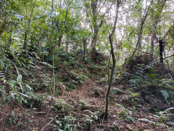 平溪區石古井古道(新路徑)+青林山+盤山坑古道O型2893266