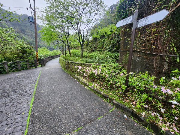 20260308柴寮古道與中坑古道3037785