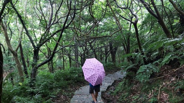小百岳NO.14 深坑土庫岳。更寮古道 山豬窟尖，小南港山，南港山水綠生態公園2257372