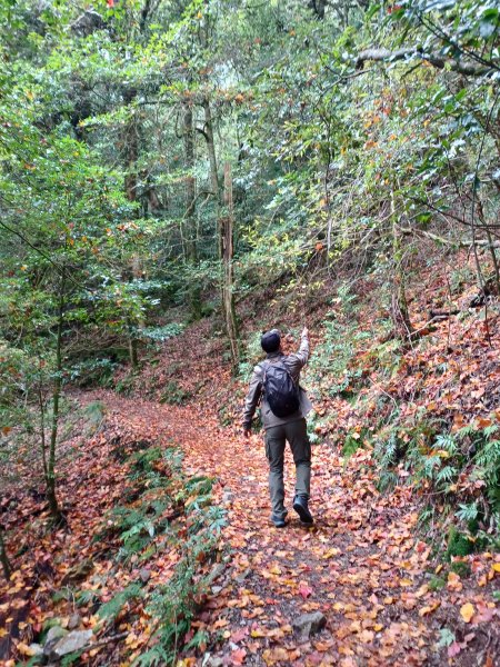 【台中和平】巧遇藍腹鷴帝雉。 稍來山步道2749910