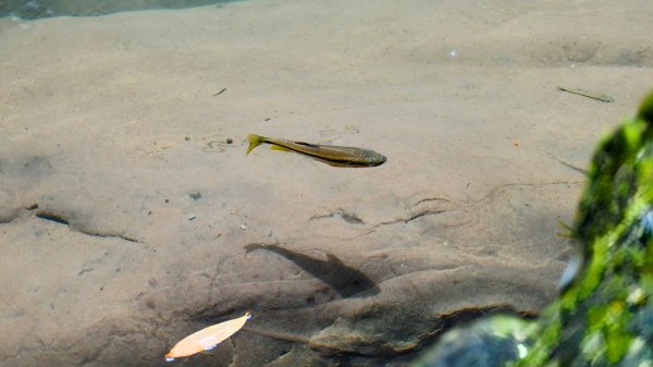 暖東峽谷大環小環2834420