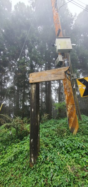 2023-11-25溪頭鳳凰山步道2361021