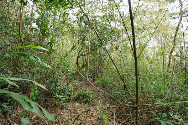 新竹 關西玉山、赤柯山、東獅頭山、西獅頭山、馬福山2665886