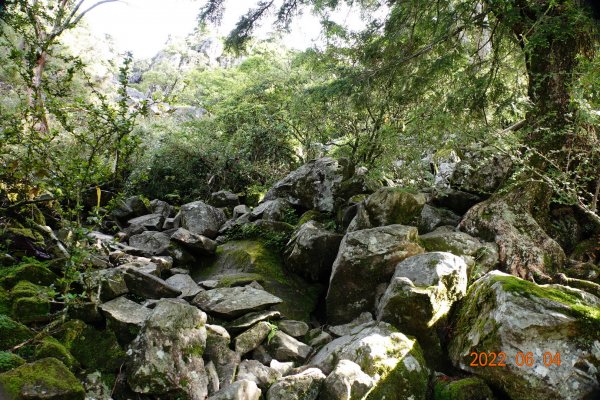 嘉義 阿里山 玉山前峰1731128