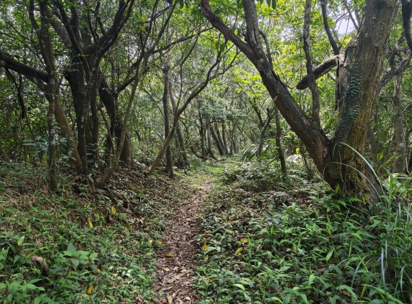 [淡蘭古道] 2026_0502 北路第二段_雞母嶺古道3047944
