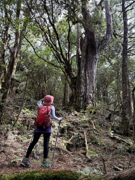 塔曼山 連走 拉拉山森林遊樂區 O繞 202510112923688