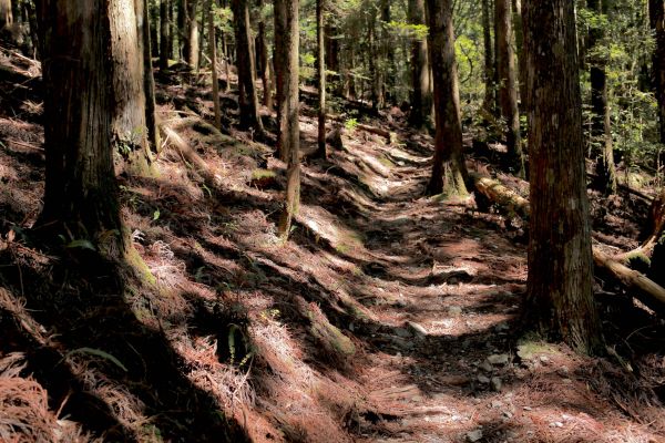 谷關七雄：新山馬崙山178287