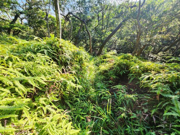 20250913秀才步道福人步道保甲古道2929849