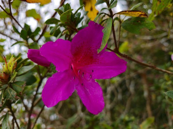 馬那邦山之雲海／雲瀑／楓紅／太陽琉璃光2676359