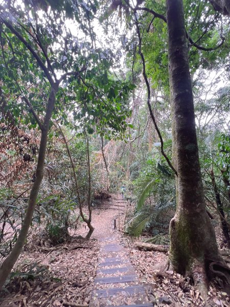 雪山坑環線步道3023321