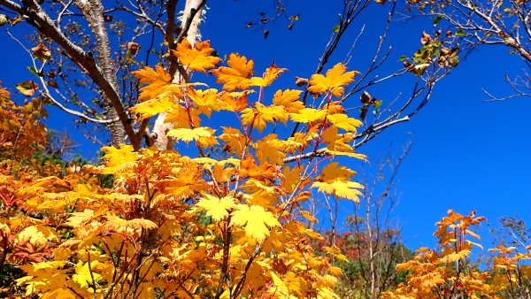 體驗日本最經典的北阿爾卑斯山脈之美燕槍穗縱走2964658