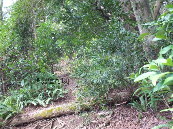 三峽區鳶尾山+福德坑東峰+福德坑山+鳶山彩壁+五十分山+壽山+龍山寺2775754