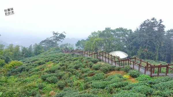 阿里山山脈越嶺步道大串走D3543737