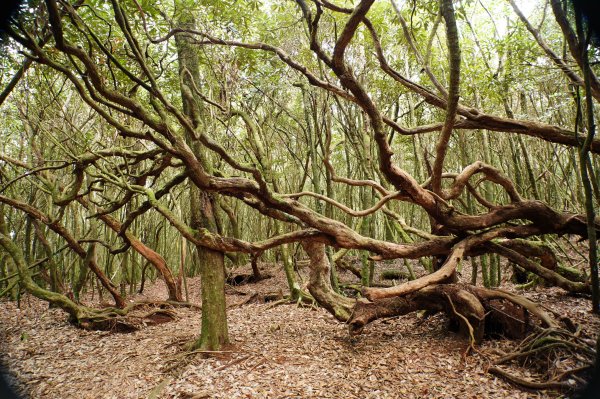 臺中 和平 橫嶺山、沙蓮山、笛吹山2974937
