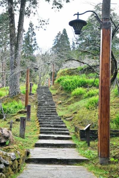 20260207阿里山健行追公車3010610