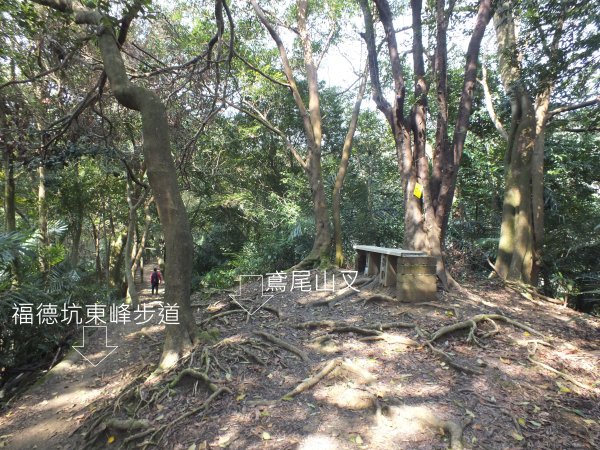 三峽區鳶尾山+福德坑東峰+福德坑山+鳶山彩壁+五十分山+壽山+龍山寺2775762