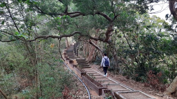 《台中》樹中有樹｜大坑步道6上7下O繞202502082708612