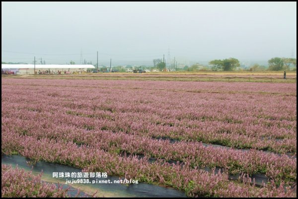 2019桃園仙草花節。紫色浪漫席捲楊梅752222