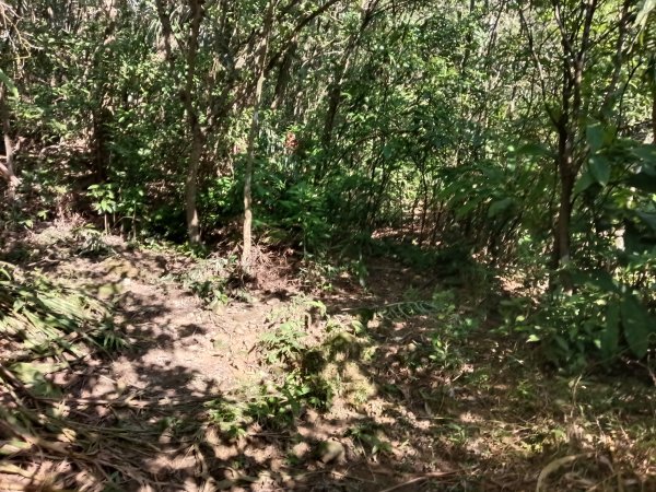 雙溪區大平林山+后番子坑古厝+后番子坑山+武山煤礦事務所+焦炭窯O型2988528