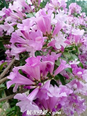 【苗栗】賞花趣~銅鑼杭菊x通霄蒜香藤花廊2945990