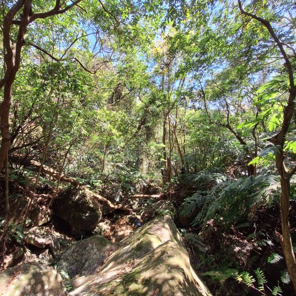 2025台北大縱走-碧山嚴往劍潭站-第五段完成!2750025