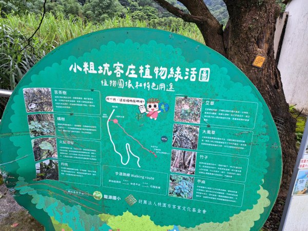2026樟之細道：小粗坑古道