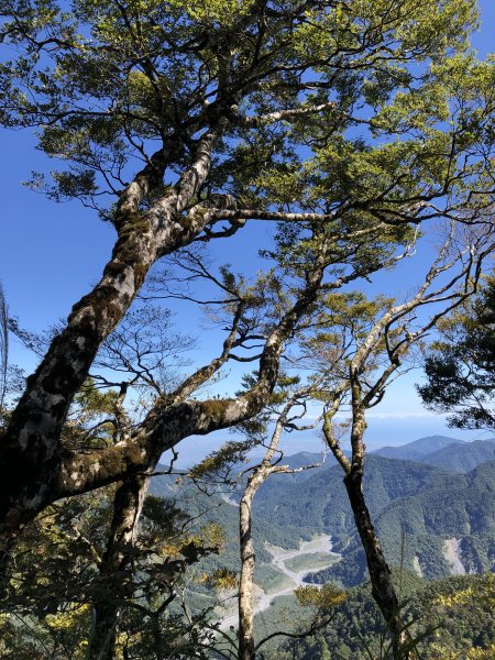 漫步探訪台灣山毛櫸國家步道965894