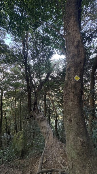 山毛櫸「最後一舞」2955239