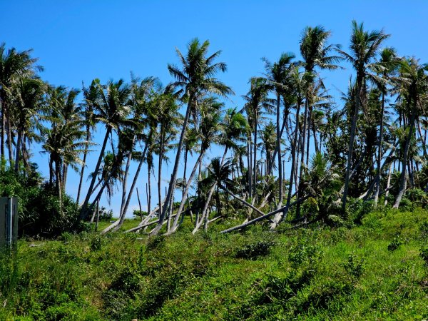 東河橋遊憩區步道-2025漫遊縱谷愛在花東-台東縣東河鄉2916700