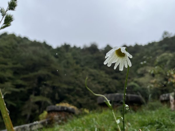 20211128｜鹿林山步道1601439