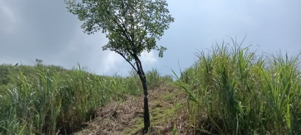 雙溪區不厭亭-牡丹山-金瓜石福德-樹梅坪-不厭亭-金字碑探幽亭-三貂崙-不厭亭8字走3111403