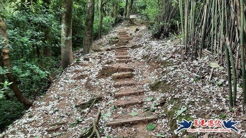 【新北市】北鶯公園-二坑步道-光明山稜線-石灰坑山-大棟山-青龍嶺縱走(鶯歌車站-樹林車站)