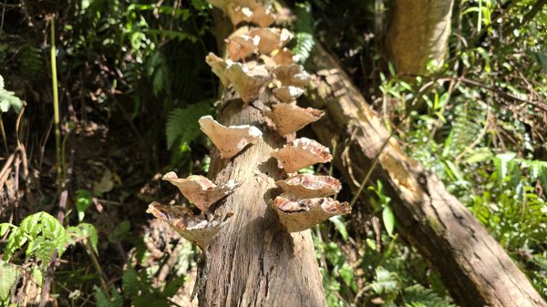 2025貓空樟樹步道花海搶先看，展期：1月18-2月9日，喜歡小冒險可以挑戰攀爬路線猴山岳。2691450