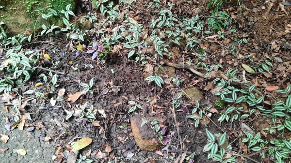 《苗栗》關刀出關｜三義關刀山出關古道(聖關段-苗56)202509052878775