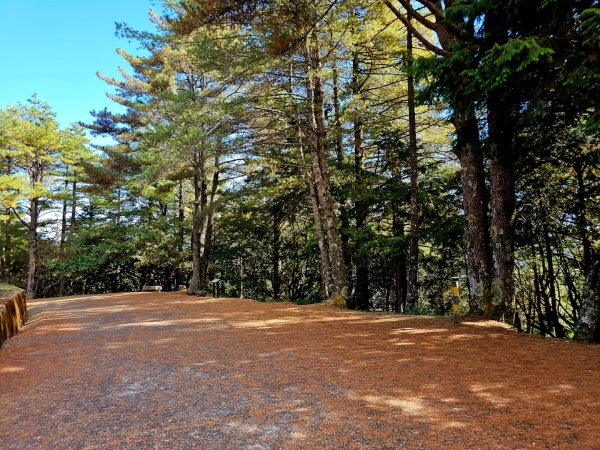 大雪山神木步道2962634