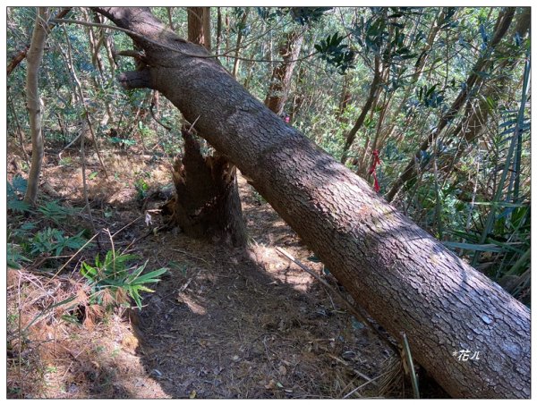 那羅山、煤源山、凌空廊道連走2684223