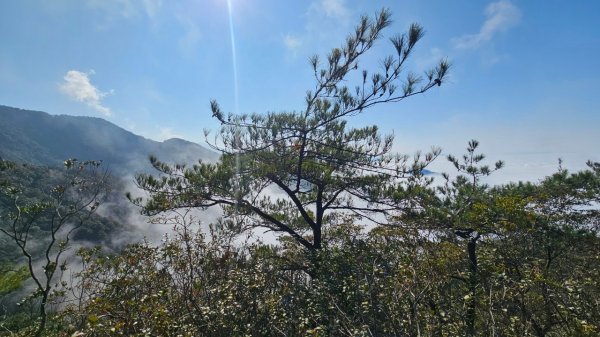 20250209橫沙笛鳶嘴醜肥大西稜O型2709372