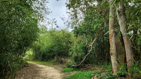 渡南古道，飛鳳古道，新竹石牛山，東安古橋，苗栗鄭漢步道，鹿廚坑步道群1944677