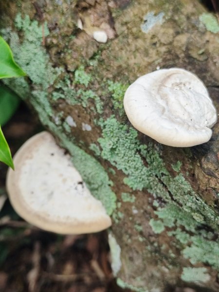 飛沙龍逆走2988881