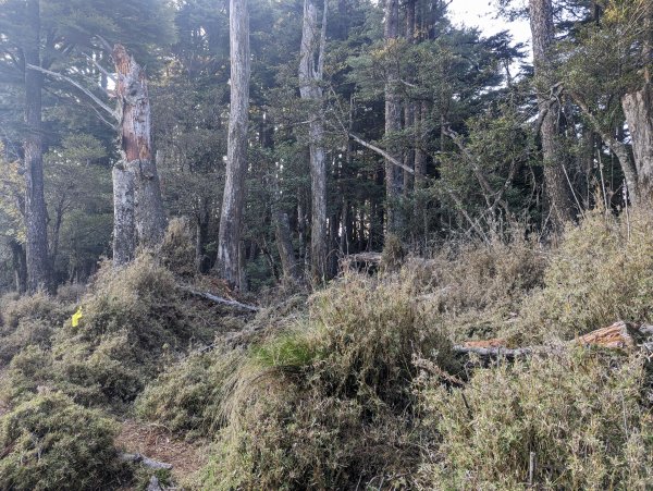 廢棄的伐木時期聚落「巒安堂」。陡下膝軟的「西巒大山」2137088