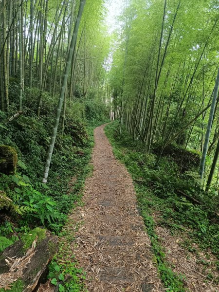 嘉義大凍山2876980