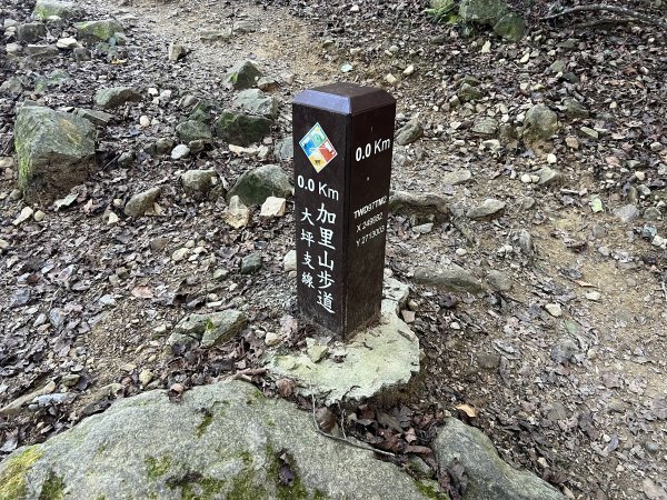 加里山 大坪登山口 杜鵑嶺 加里山P形1900967