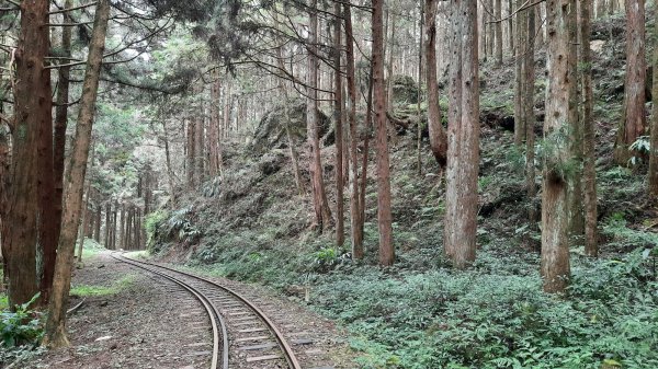 《嘉義》神奇樹抱石神木｜悠遊二萬平車站森鐵O繞202110301499990