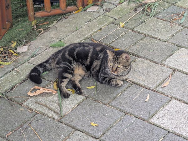 2025.08.03－青草湖環湖步道2850480