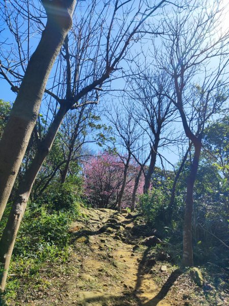 龜山福源山-牛灶坑山-鶯歌火車站走春遊2701313