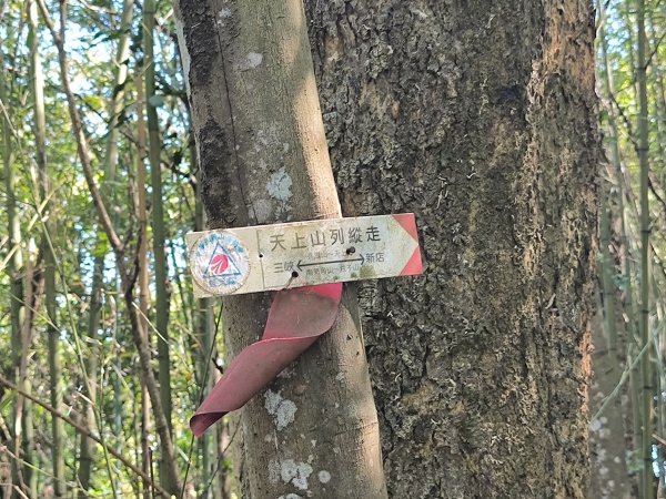 20250913微笑山線：【天上山系】望月亭桐花段2883402